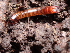 Meracantha contracta