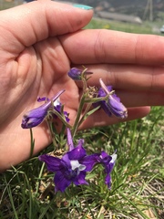 Delphinium bicolor