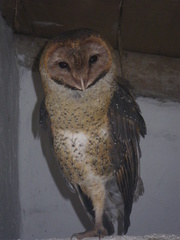 Tyto alba punctatissima