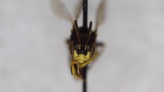 Perdita octomaculata