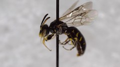 Perdita octomaculata