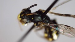 Perdita octomaculata