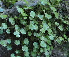 Hydrocotyle heteromeria