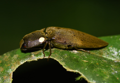 Pyrophorus noctilucus