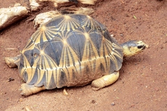 Astrochelys radiata