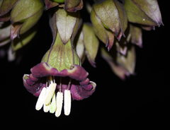 Merinthopodium neuranthum