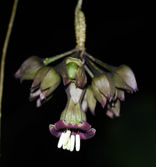 Merinthopodium neuranthum