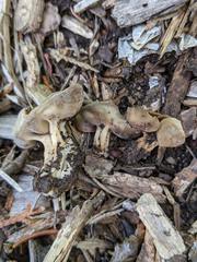 Helvella solitaria