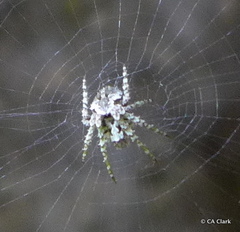 Cryptaranea atrihastula
