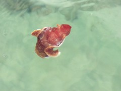 Hexabranchus sanguineus