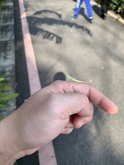 Sinomantis denticulata