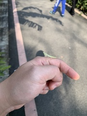 Sinomantis denticulata