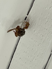 Polistes apachus apachus