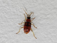 Cerotoma