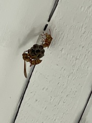 Polistes apachus apachus