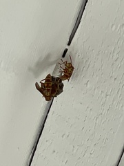 Polistes apachus apachus