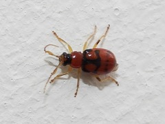 Cerotoma