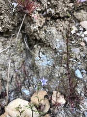 Gilia clivorum