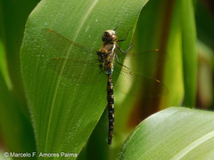 Rhionaeschna marchali