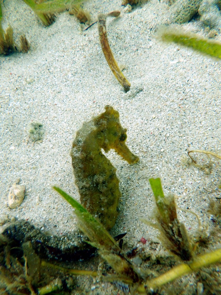 Yellow-green estuary seahorse among seagrass on sand