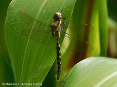 Rhionaeschna marchali