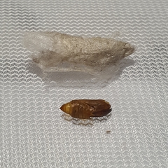 Nataxa flavescens