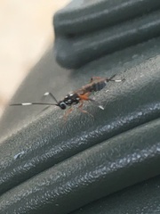 Glabridorsum stokesii
