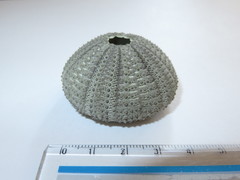 Temnopleurus toreumaticus