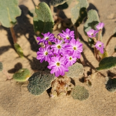 Abronia villosa