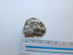 Turbo sazae