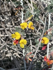 Acmispon distichus
