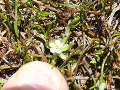Plagiobothrys humistratus
