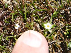 Plagiobothrys humistratus