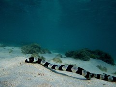 Myrichthys colubrinus