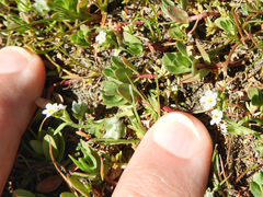 Plagiobothrys humistratus