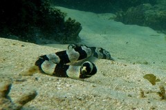 Myrichthys colubrinus