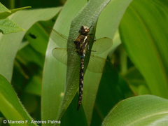 Rhionaeschna marchali