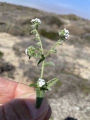 Cryptantha arenophila