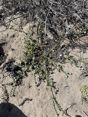 Cryptantha arenophila