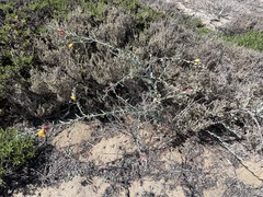 Eulobus crassifolius