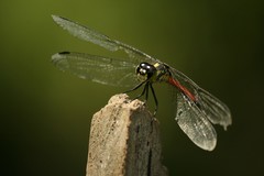 Agrionoptera insignis
