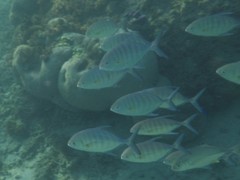 Ferdauia ferdau