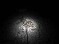 Panulirus penicillatus