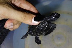 Eretmochelys imbricata