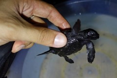 Eretmochelys imbricata