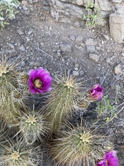 Echinocereus engelmannii