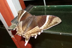 Lyssa curvata