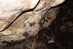 Fijian Long-Tailed Fruit Bat photo 4
