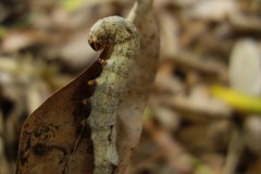 Ophiusa