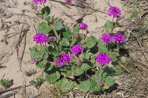 Image of Abronia ameliae by (c) Eric Knight, some rights reserved (CC BY)